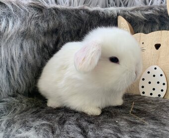 ❤️❤️Minilop Beránek Kralicek k rezervaci - 12