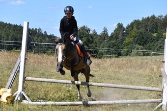 Kobyla Welsh mountain pony - 12