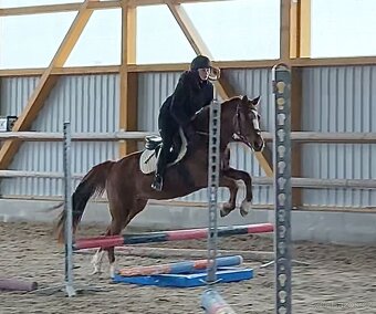 Všestranná šestiletá pony klisna - 12