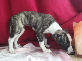 Whippet bez PP po obou rodičích s PP ( FCI) - 12