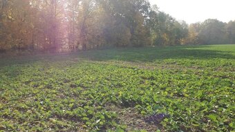 Orná půda O.- Bartovice, cca 25.000m2, rovina, 59 Kč/m2. - 12