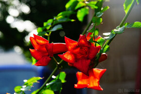 Objektiv Carl Zeiss Vario-Sonnar DT 3,5-4,5/16-80 ZA - 12