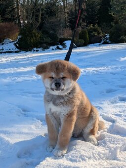 Štěňátka Akita Inu s PP - 12