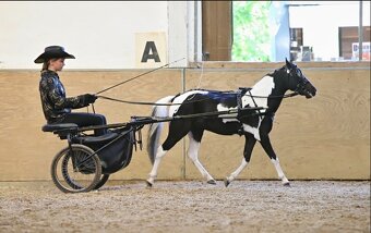 Valach AMHR/ASPC- minihorse - 12