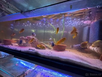 Tlamovci Malawi Tanganika - 12