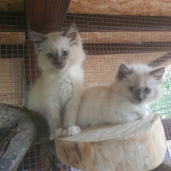 Ponúkam 2 ragdoll kocurikov - 12