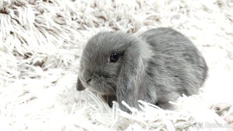 Zakrslý beránek, králíček, králík - KVIDO - 12