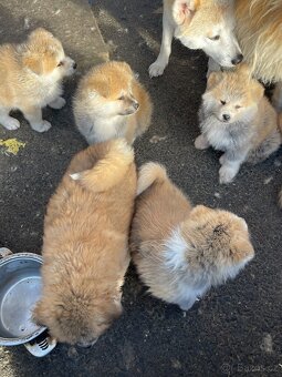 Akita inu Štěnata prodám - 12