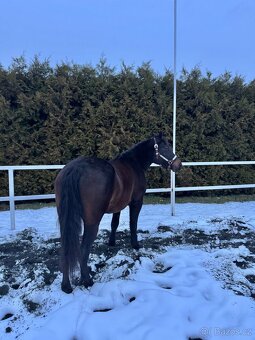 Kobyla 5 let na prodej - 12