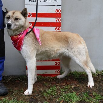 Dafne hledá domov - 12