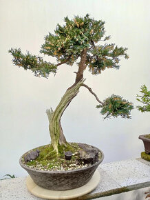 Tis červený bonsai - 12