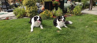 Border kolie dlouhosrstá - 12