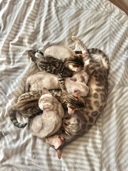 Bengálská Kočka- koťata - 12