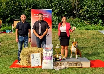 Americký stafordšírský teriér s PP - feny - 12
