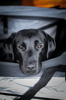 Štěňata - labradorský retriever s PP - odběr říjen 2025 - 12