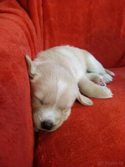 Štěňátka křížence MOMENTÁLNĚ VŠICHNI REZERVOVÁNI - 12