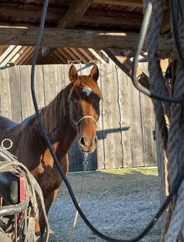 Český teplokrevník - 12