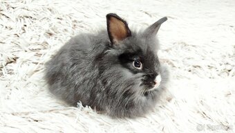 Zakrslý králík, králíček- HOLLY - 12