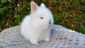 Zakrslý králík, králíček -(TEDDY)-HERBERT A HEIDY - 12