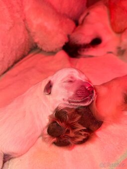 Golden retriever -Zlatý retrívr - 12