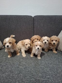 Maltipoo - 12