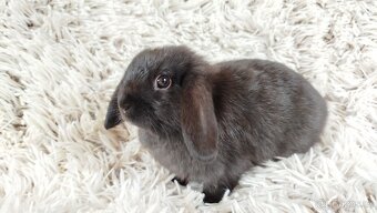 Zakrslý beránek, králíček, králík - ELLA - 12