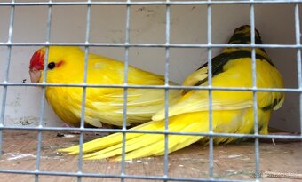 Letošní odchovy - 12