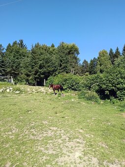 ustájení koní Paddock Paradise - 12