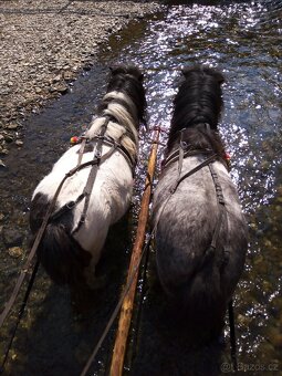 Shetland pony - 12