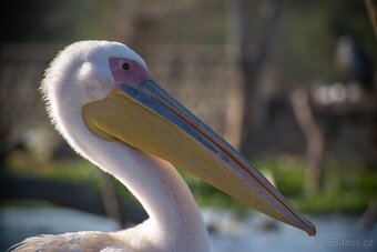 Nikon D5200 + objektivy - 12