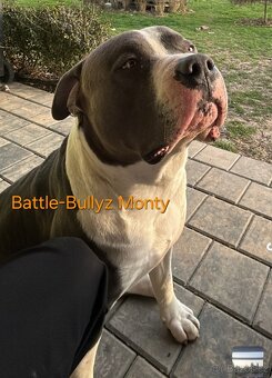 American Bully XL - štěňata - rezervace - 12