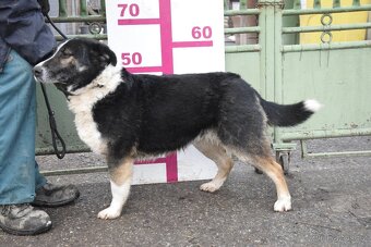 Gabby hledá domov - 12