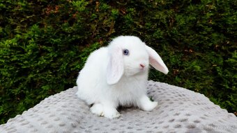 Zakrslý beránek, králíček, králík - TYMIÁN - 12