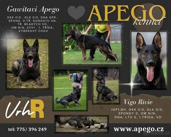 Německý ovčák s PP - 12