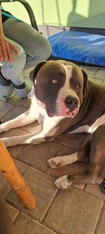 American Bully XL ŠTĚŇATA K ODBĚRU - 12