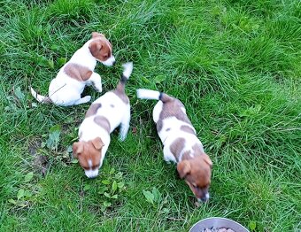 Jack russell terier krásná hnědobílá fenka na odběr - 12