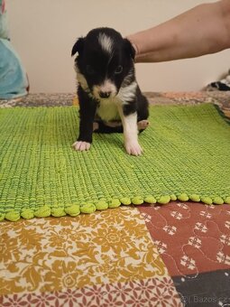 Štěňata bordercolie kříženci - 12