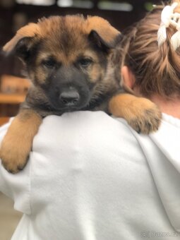 Stenata německého ovcaka - 12