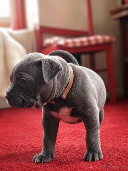 American bully XL - 12