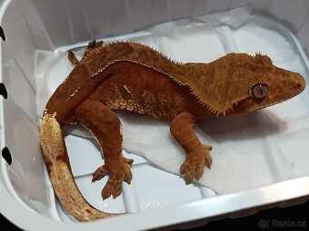 Pagekon řasnatý 1/3 - 12