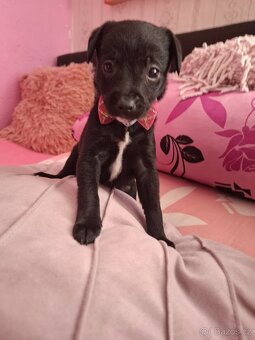 Stěně Pinč X Jack Russell - 12
