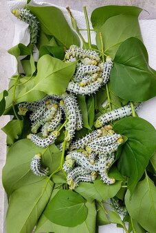 Chovné klece na motýly - síťovaná terária - různé velikosti - 12