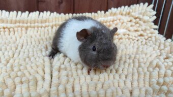 Morčata, morče, morčátka kluci i holky - 12