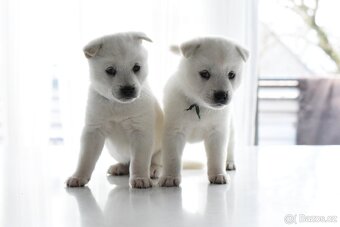 Kishu Inu štěňata s PP FCI - odběr na Vánoce - 12