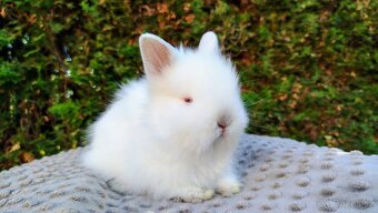 Zakrslý králík, králíček - (TEDDY)- HERBERT A HEIDY - 12