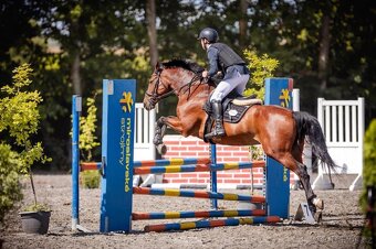 Prodáme sportovního koně do drezury, do parkuru pro dítě, ju - 12