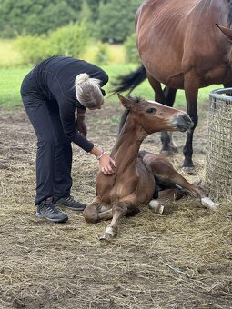 Hřebeček ČT -2025 - 12