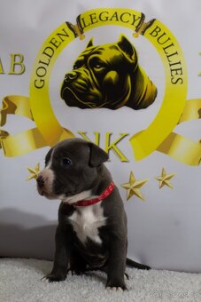 GLB TOKIO & CROWN BULLYS BARON American Bully - 12