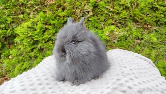 Zakrslý králík, králíček - TEDDY - OLAF, OLIVER, OLINA - 12