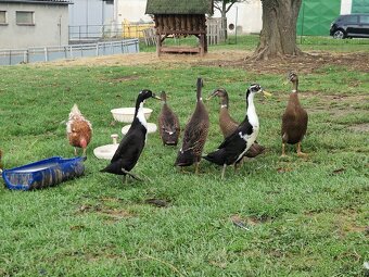 Indický běžec - 12